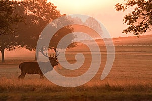 Deer stag with antlers, at sunrise