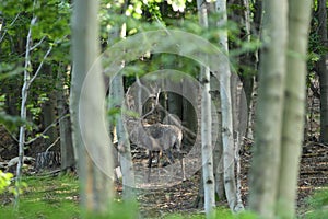 Jelen jelen s parohy chodí mezi větvemi v lese v době páření