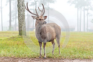 Deer stag in Autumn Fall forest