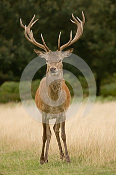Deer Stag Head-on photo