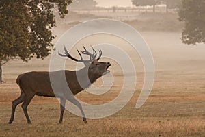 Deer stag in the mist