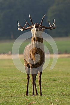 Deer stag roaring