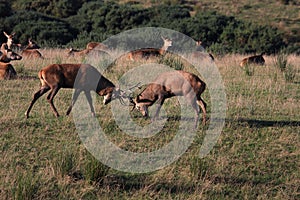 Deer stag at the rutting time