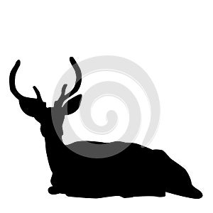 Deer stag silhouette