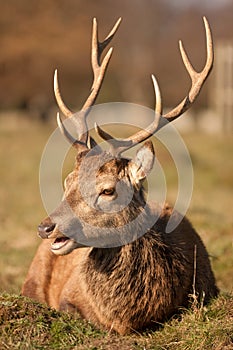 Deer stag sitting