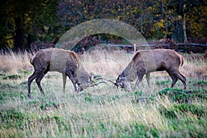 Deer stags fighting
