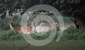 Deer stags photo