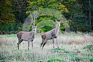 Deer stags posing