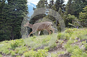 Deer Stalking. and Walking Across A Ridge at Hurricane Ridge in the Olympic National Park in Washington State