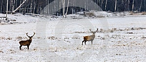 Deer stand alertly on a snow-covered field in winter photo