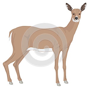 deer stand animal vector illustration transparent background