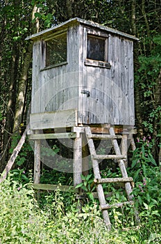 Deer stand in a forest, vertical view