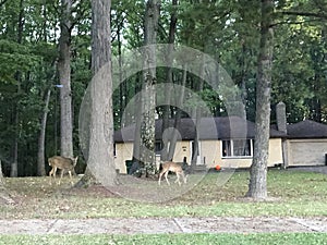 Deer stand in front of a wooded area and a suburban house