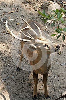 Deer stand on ground in the zoo