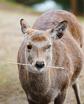 Deer stand and looking at Nara park ,Japan