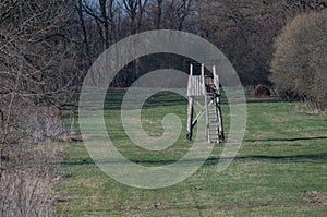 Deer stand surrounded by the forest