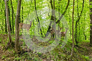 Deer stand on the top of hill in spring forest