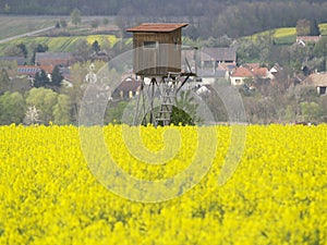 Deer stand in yellow field