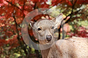 Deer standing background red leaves autumn tree at the park in Nara, Japan.