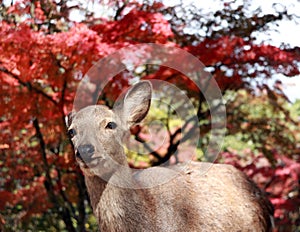 Deer standing background red leaves autumn tree at the park in Nara, Japan.