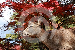 Deer standing background red leaves autumn tree at the park in Nara, Japan.