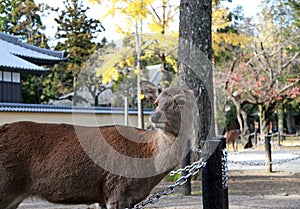 Deer standing background yellow leaves autumn tree at the park in Nara, Japan.