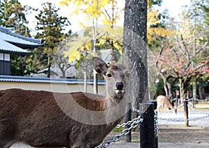 Deer standing background yellow leaves autumn tree at the park in Nara, Japan.