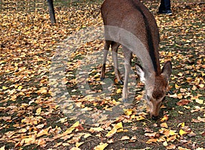 Deer standing and eating the grass on the falling leaves floor at the park in Nara, Japan.
