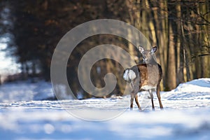 Deer standing at the edge of the woods