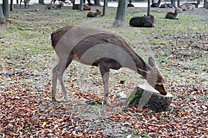 Deer standing on the falling leaves floor at the park in Nara, Japan.