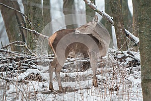 Deer standing in a forest