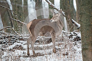 Deer standing in a forest