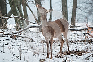 Deer standing in a forest