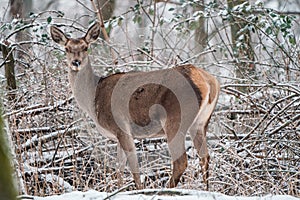 Deer standing in a forest