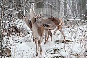 Deer standing in a forest