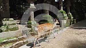 Deer standing in front of the Stone lanterns