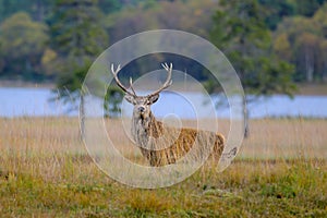 a deer is standing in the middle of the open field