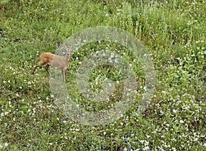 Deer standing in overgrown field.