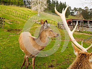 Deer standing in paddock