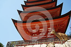 A deer stands in front of a five-storied pagoda on Miyajima Island, Japan