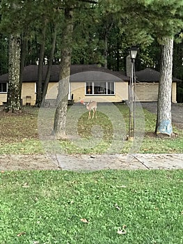 A deer stands in front of a suburban home in a wooded area