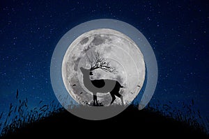 The deer stands on the mountain a large moon background in the night that the stars are full of sky