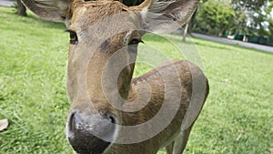 Deer stare look garden green head concept