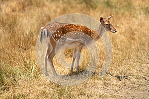 Deer in the steppe or field in Africa photo