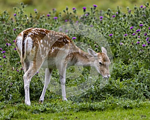 Deer Stock Photo. Close-up profile side view eating grass in the field with foliage and wildflowers background in his environment
