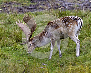 Deer Stock Photo and Image. Deer Fallow close-up side profile in the field with a blur background in its environment and habitat