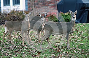 Deer In Suburban areas