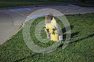 Deer in suburbia 3214