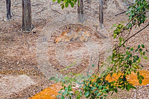 Deer in the summer in the forest