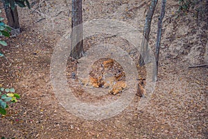 Deer in the summer in the forest